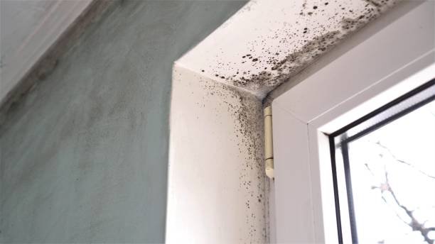 Best Mold Testing  in Riverdale Park, CA