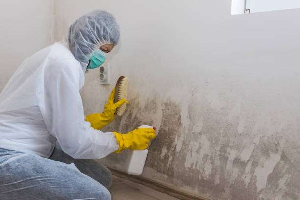 Best Toxic Mold Removal  in Riverdale Park, CA
