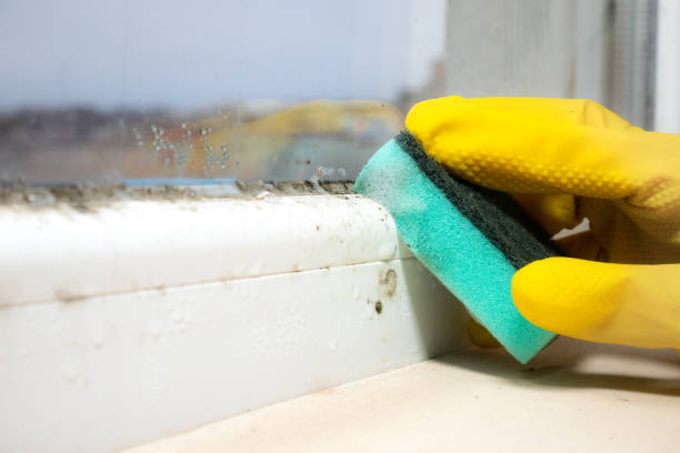 Professional Mold Removal in Riverdale Park, CA