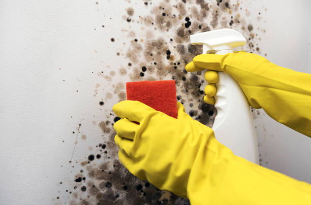 Best Mold Removal Company Near Me  in Riverdale Park, CA