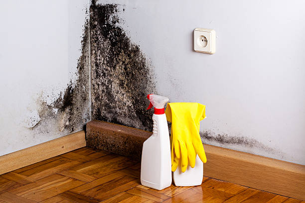 Best Attic Mold Removal  in Riverdale Park, CA