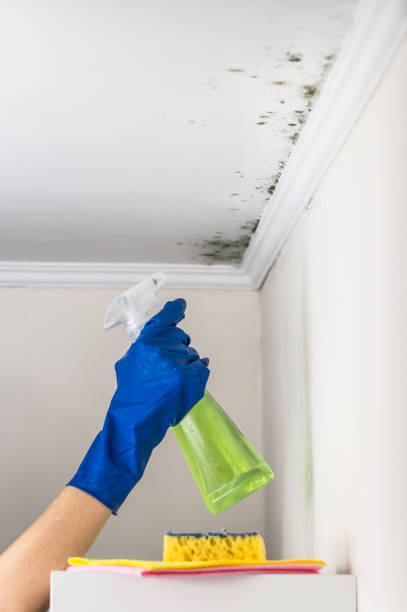 Best Mold Damage Repair  in Riverdale Park, CA